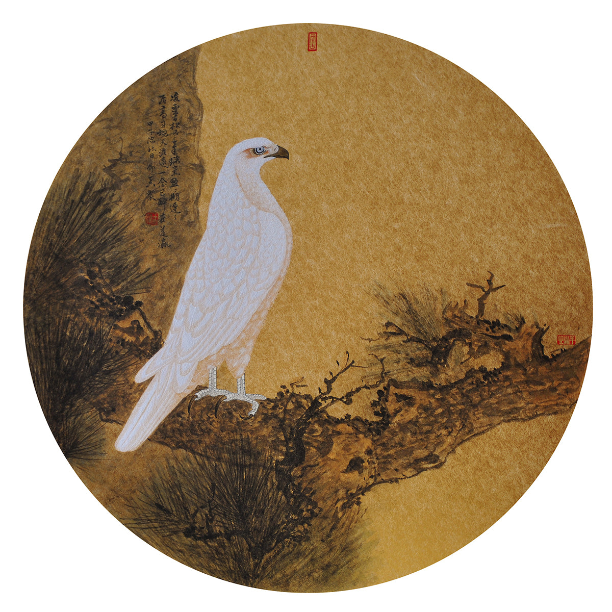 White Hawk on an Old Pine Tree