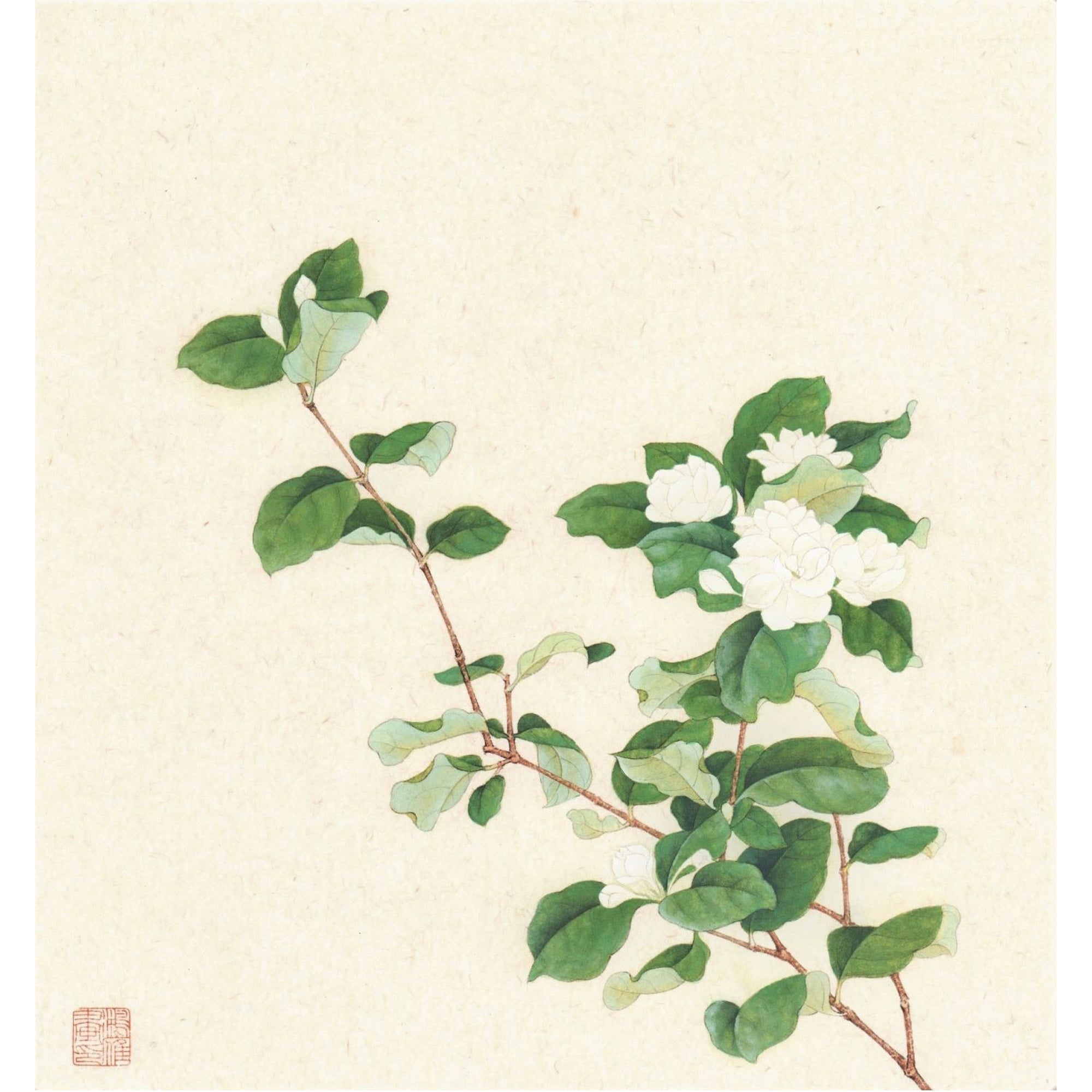 Jasmine Blossoms
