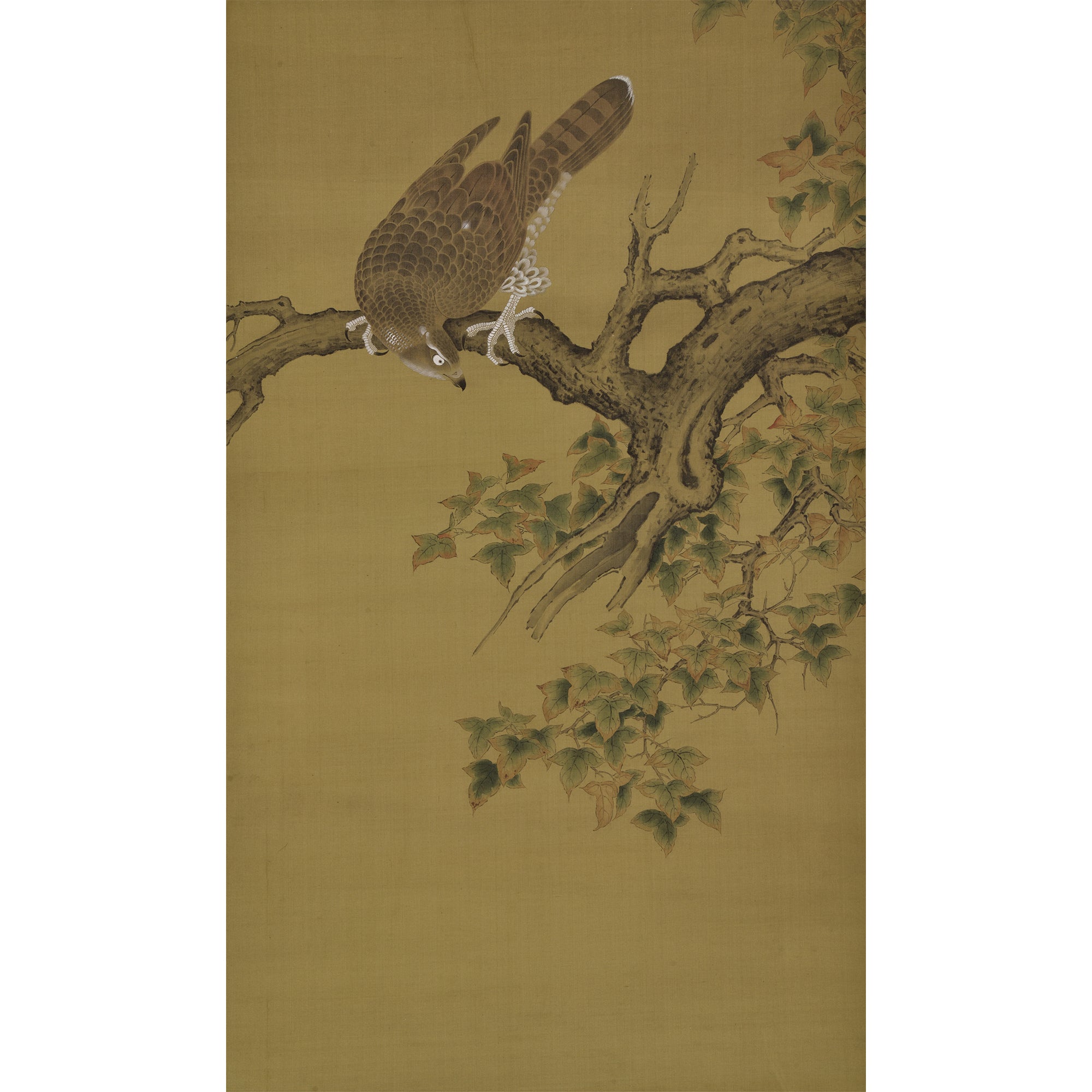 An Eagle on the Maple