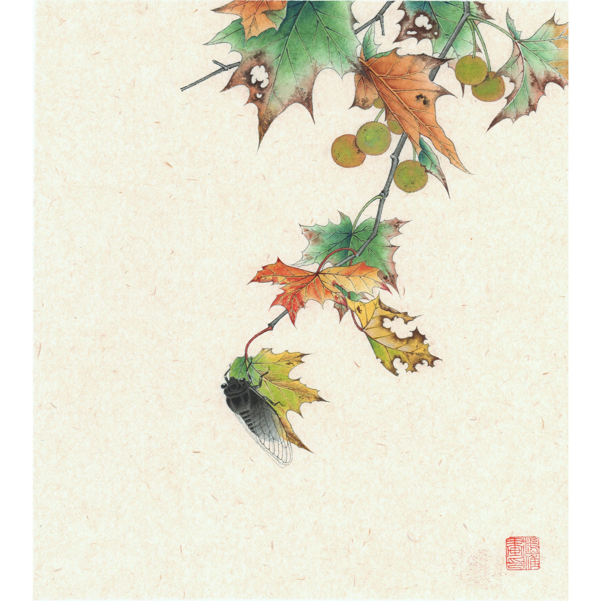 Chinese Parasol Tree Leaves and The Cicada