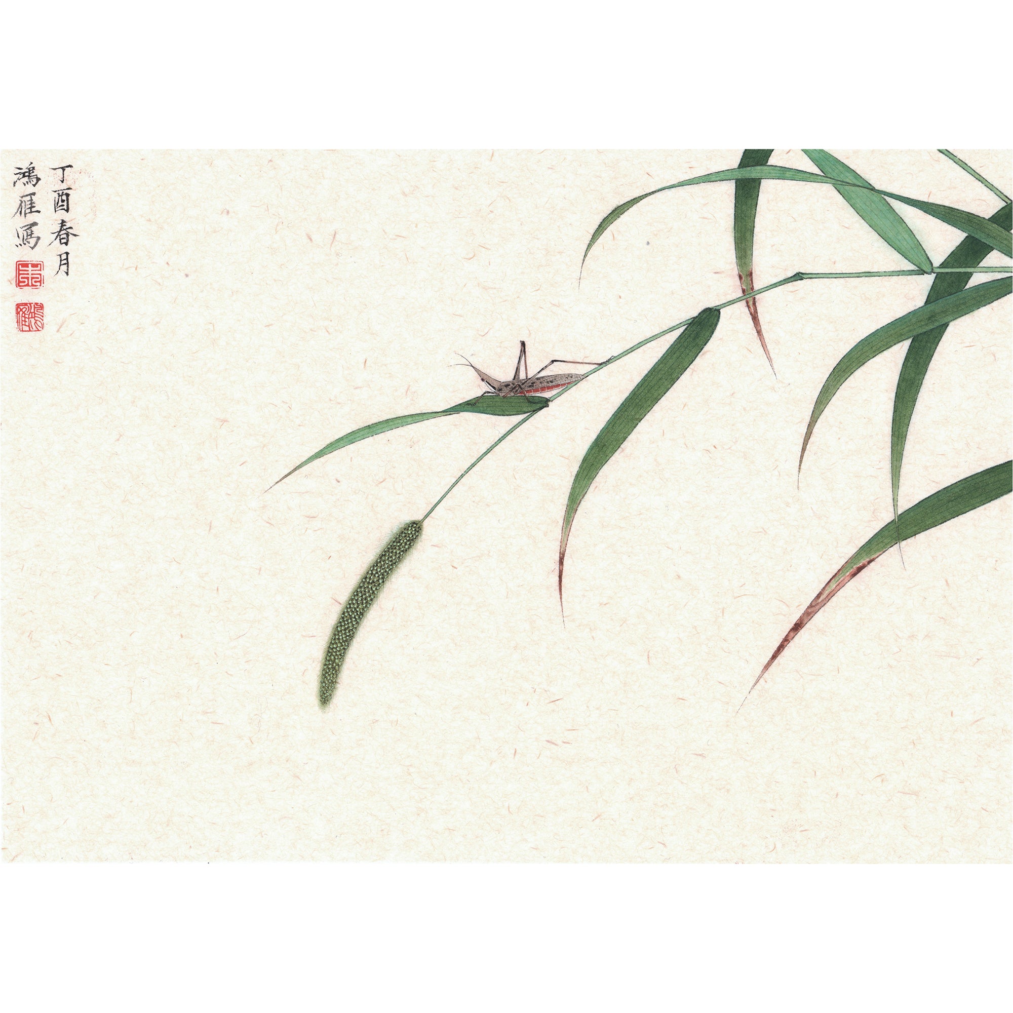 The Grasshopper and The Foxtail Grass