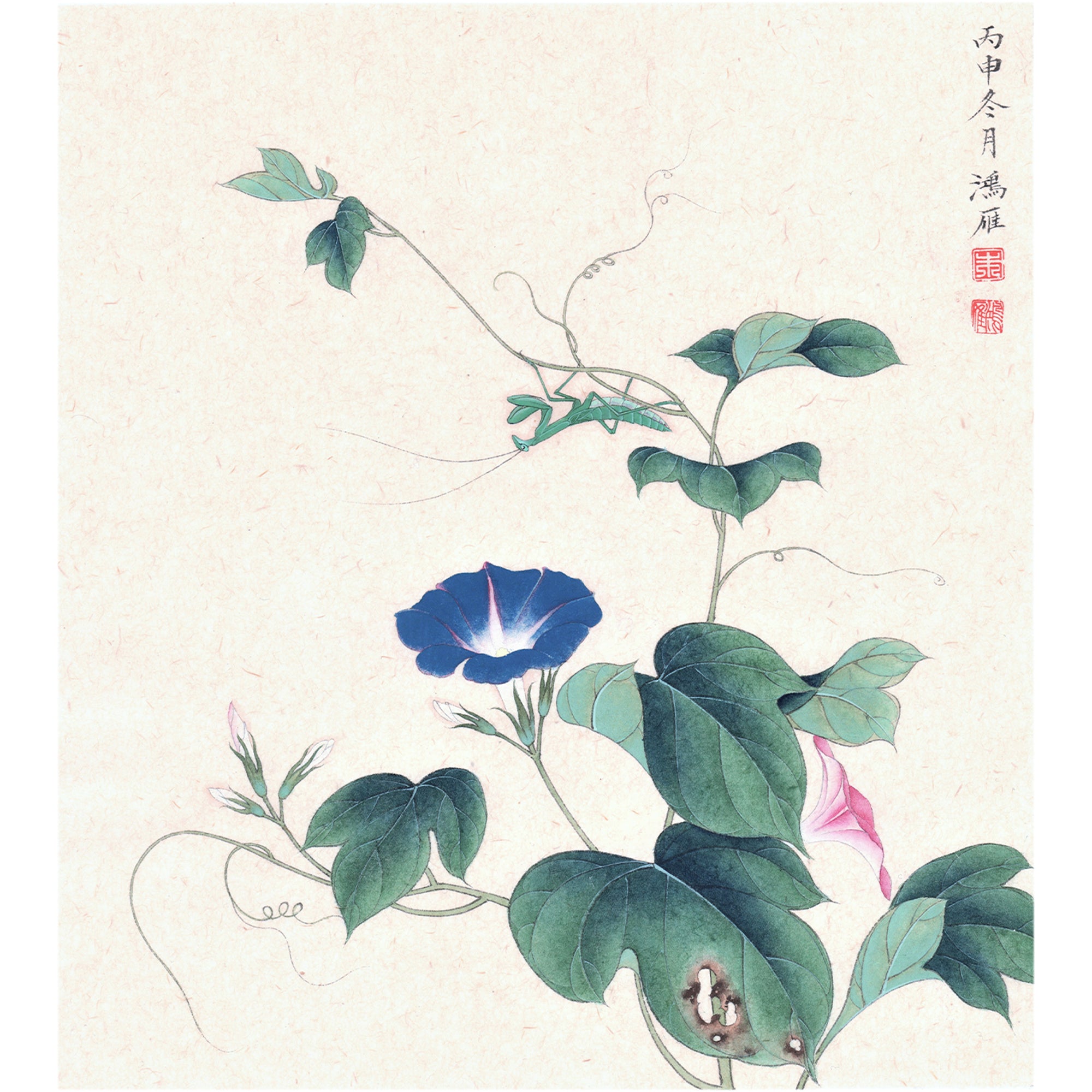 The Morning Glory and The Mantis