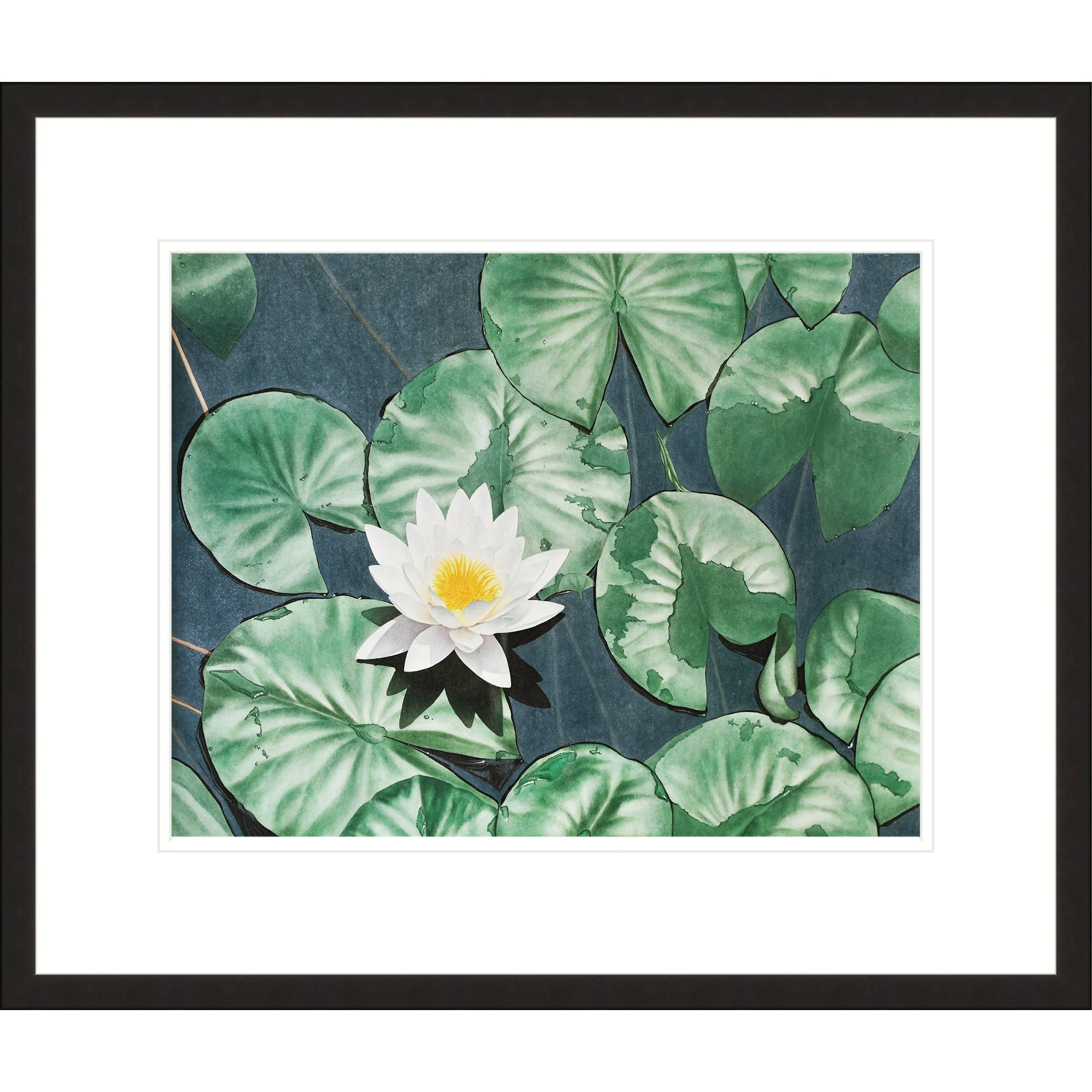 Lotus in Pond