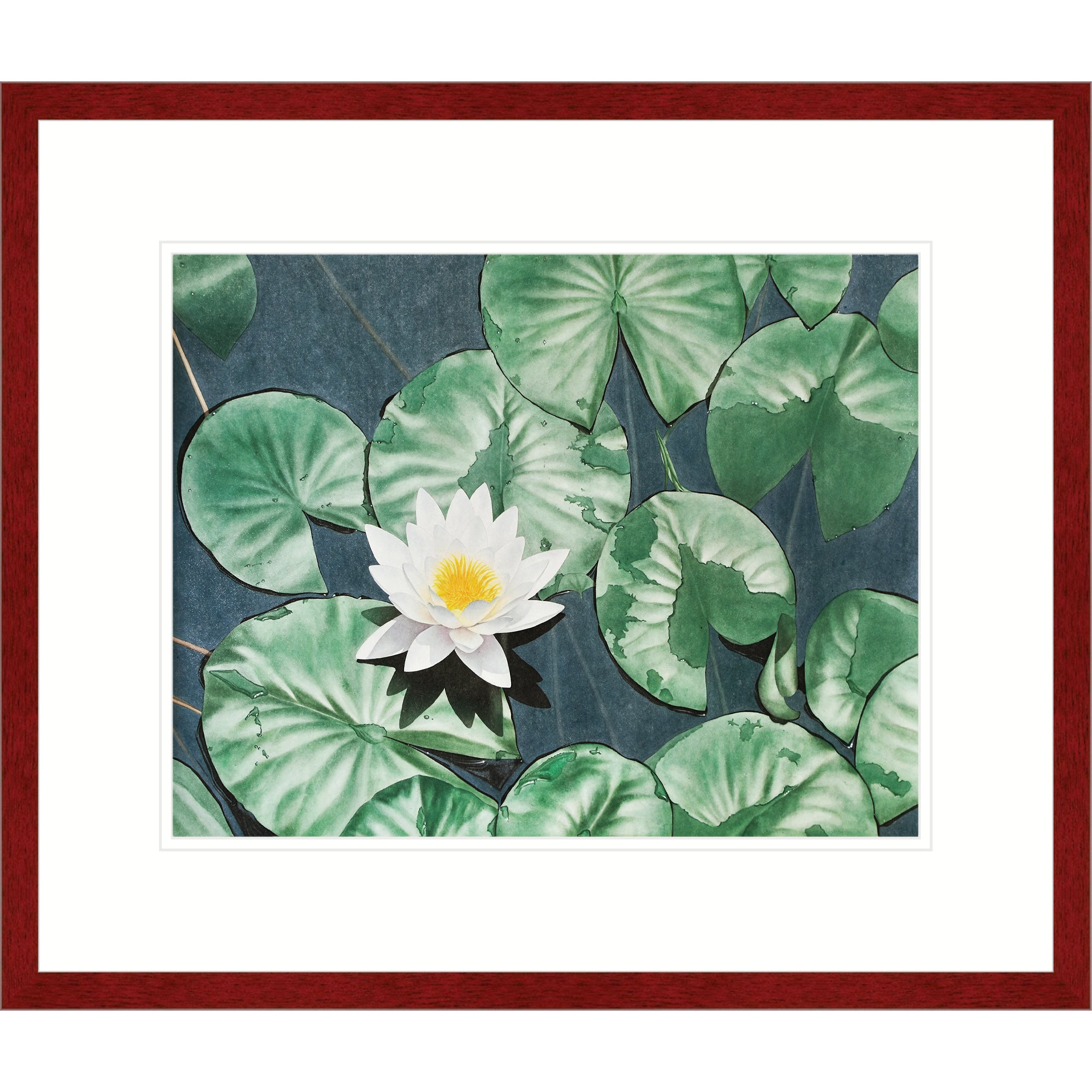 Lotus in Pond