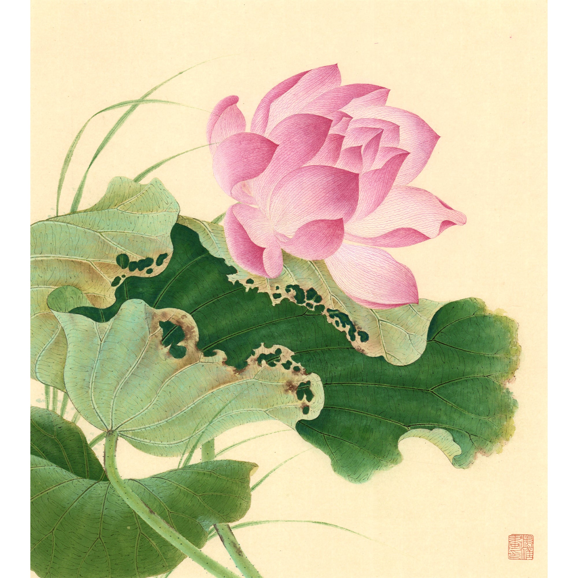 Lotus in Wind 02