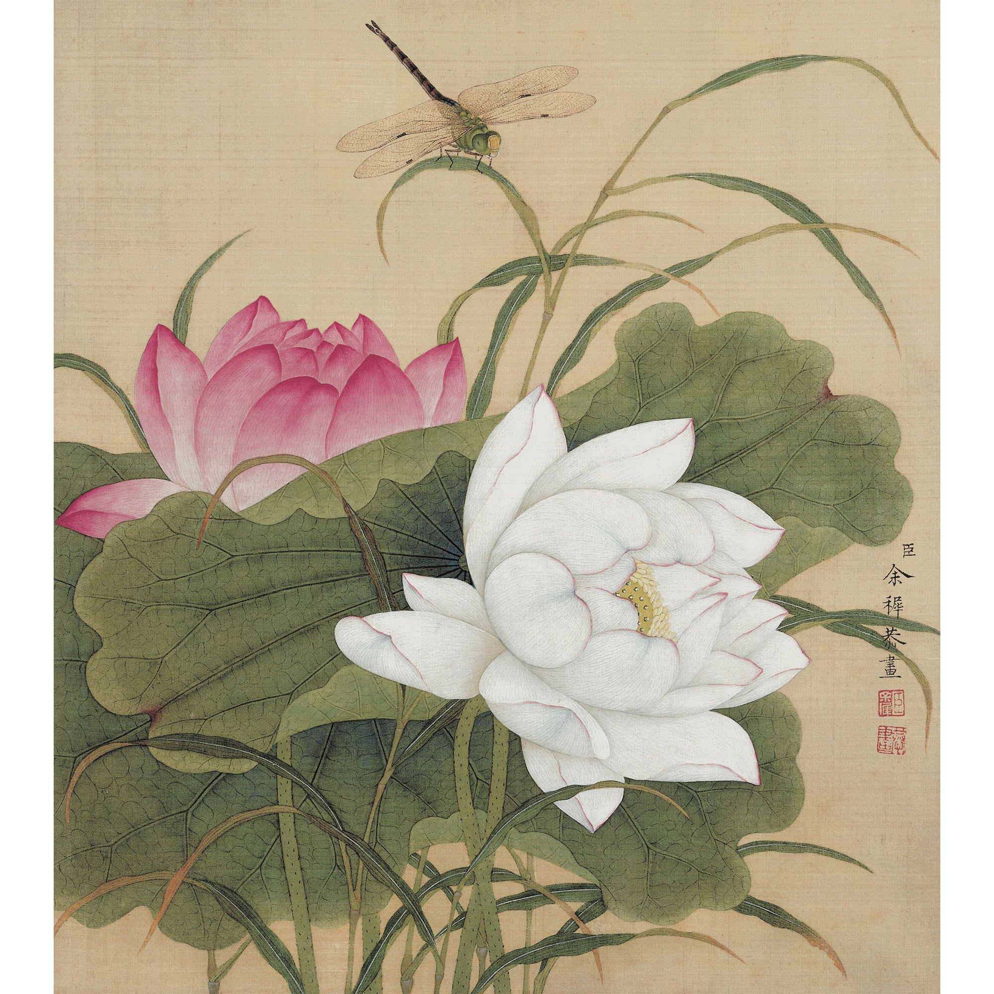 Twin Lotuses in Pond