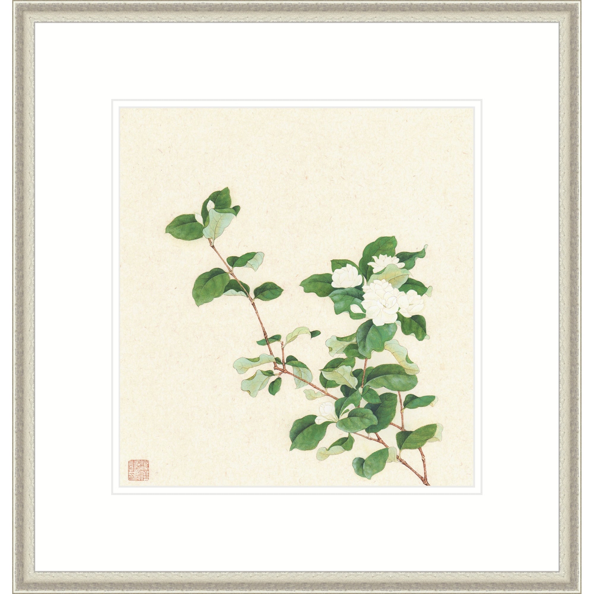 Jasmine Blossoms