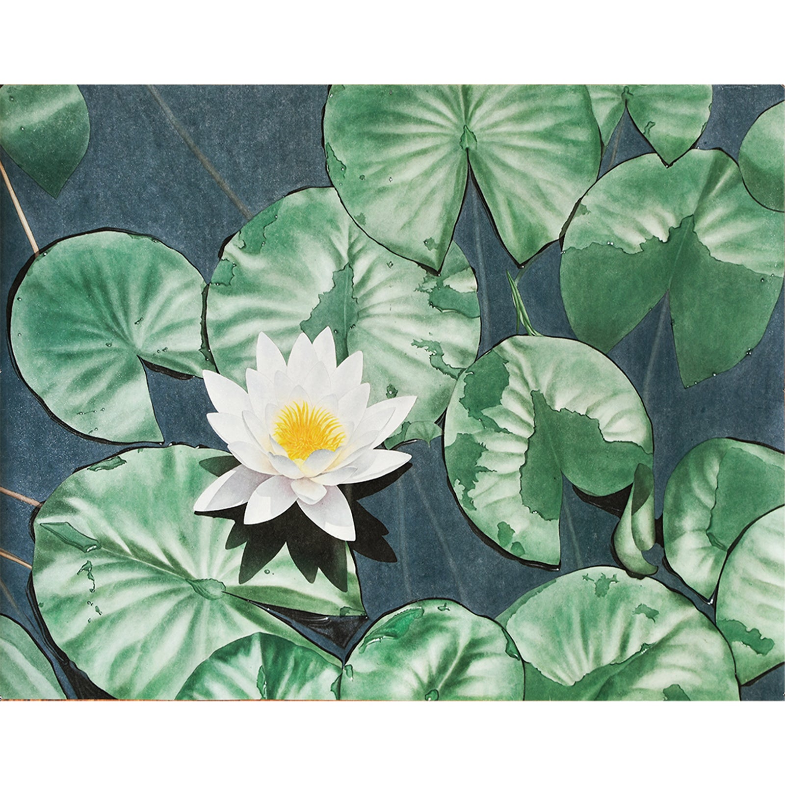 Lotus in Pond