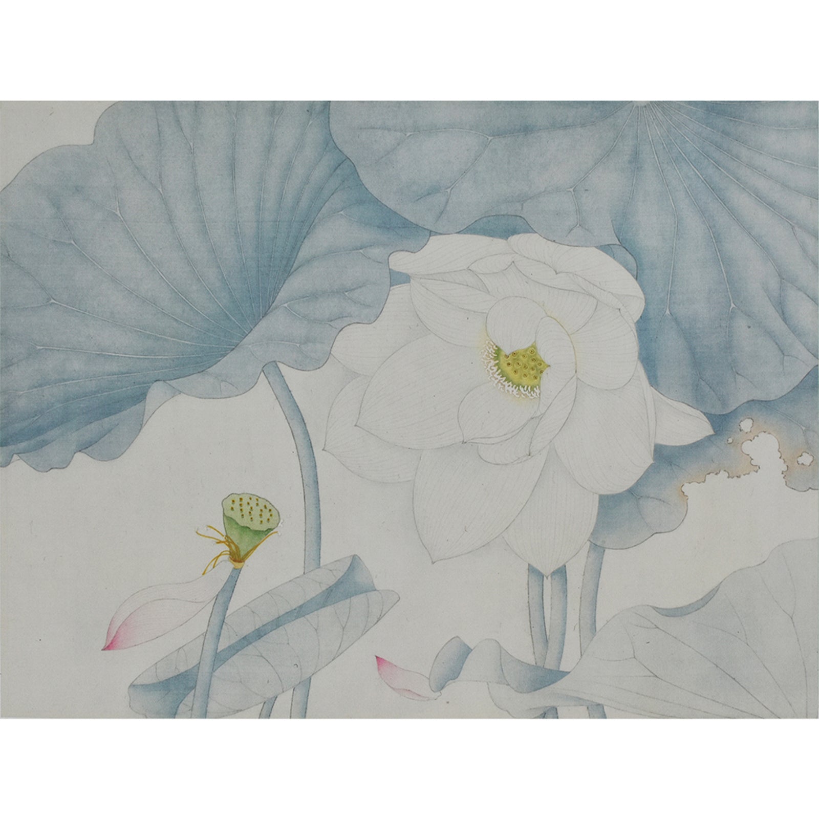 Lotus in the Mist