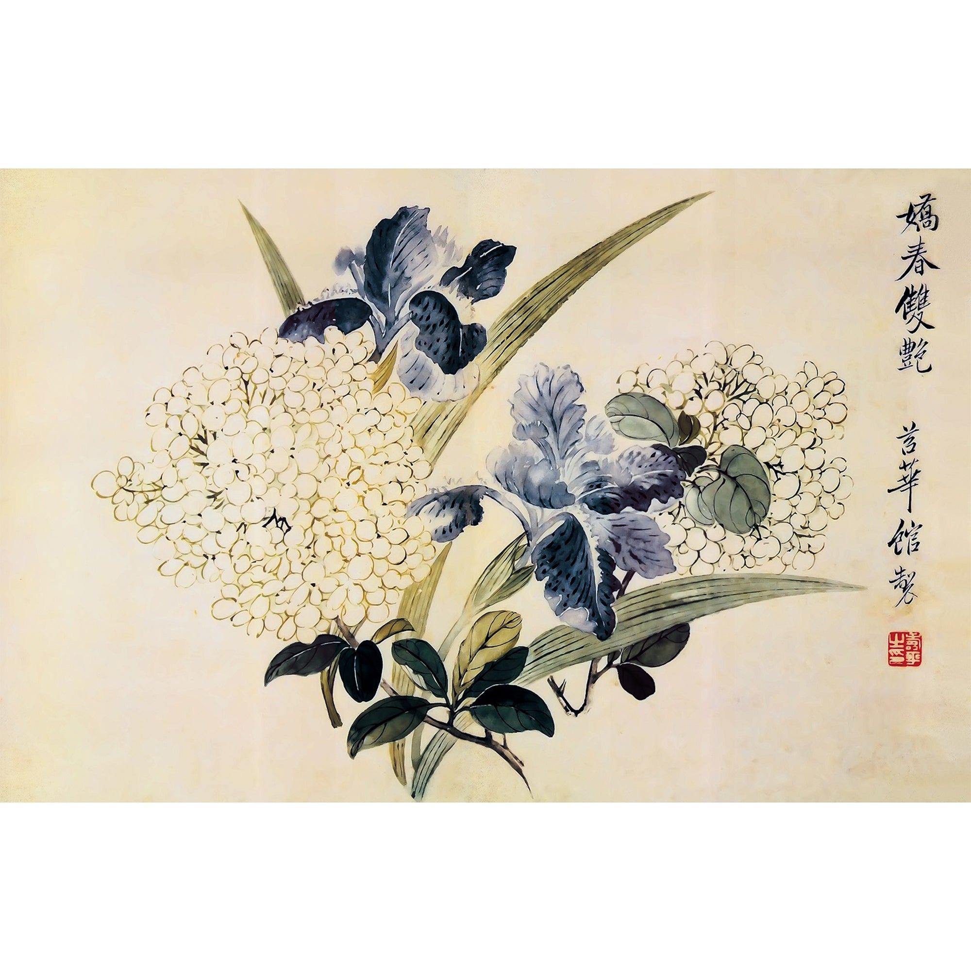 Blooming Hydrangeas