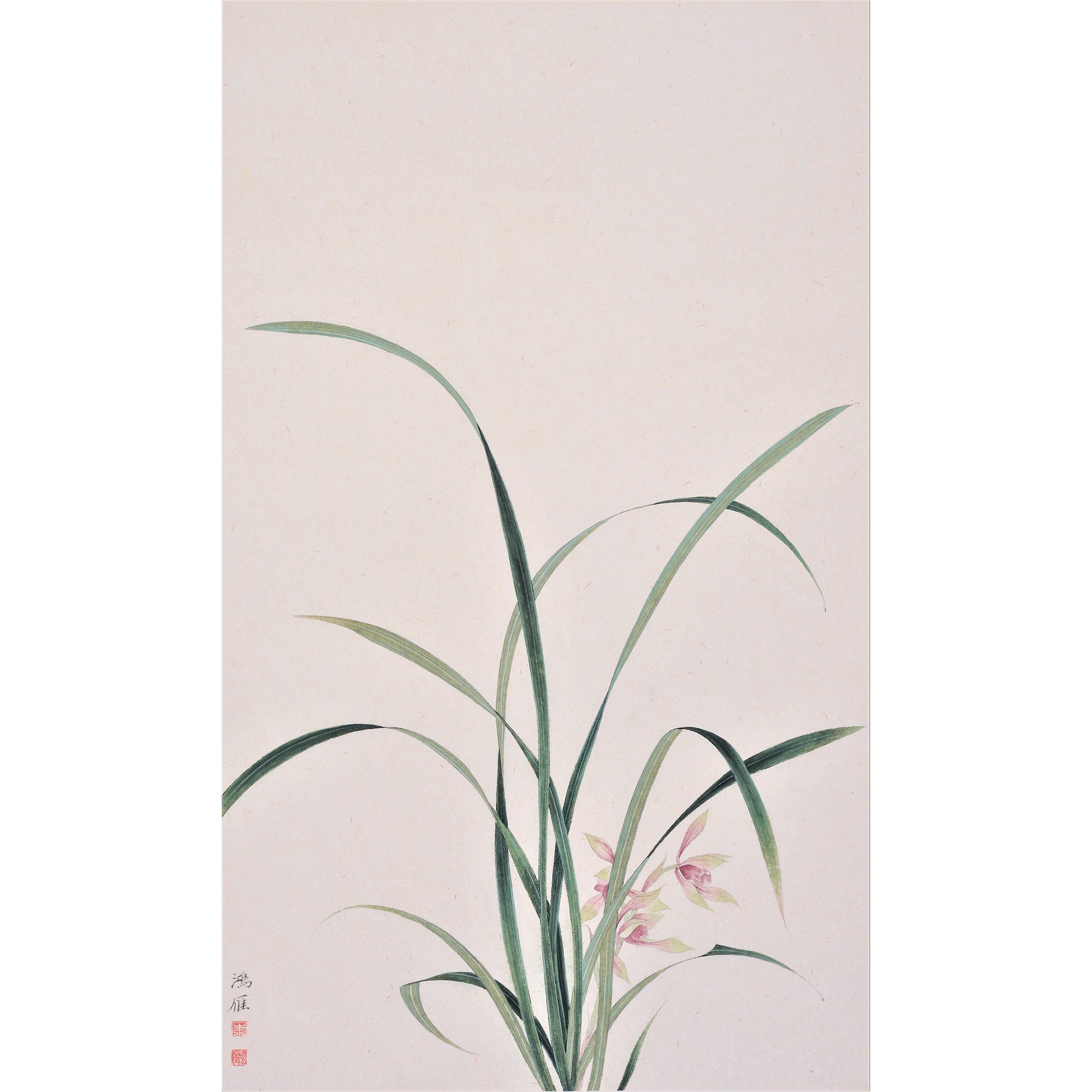 The Orchid