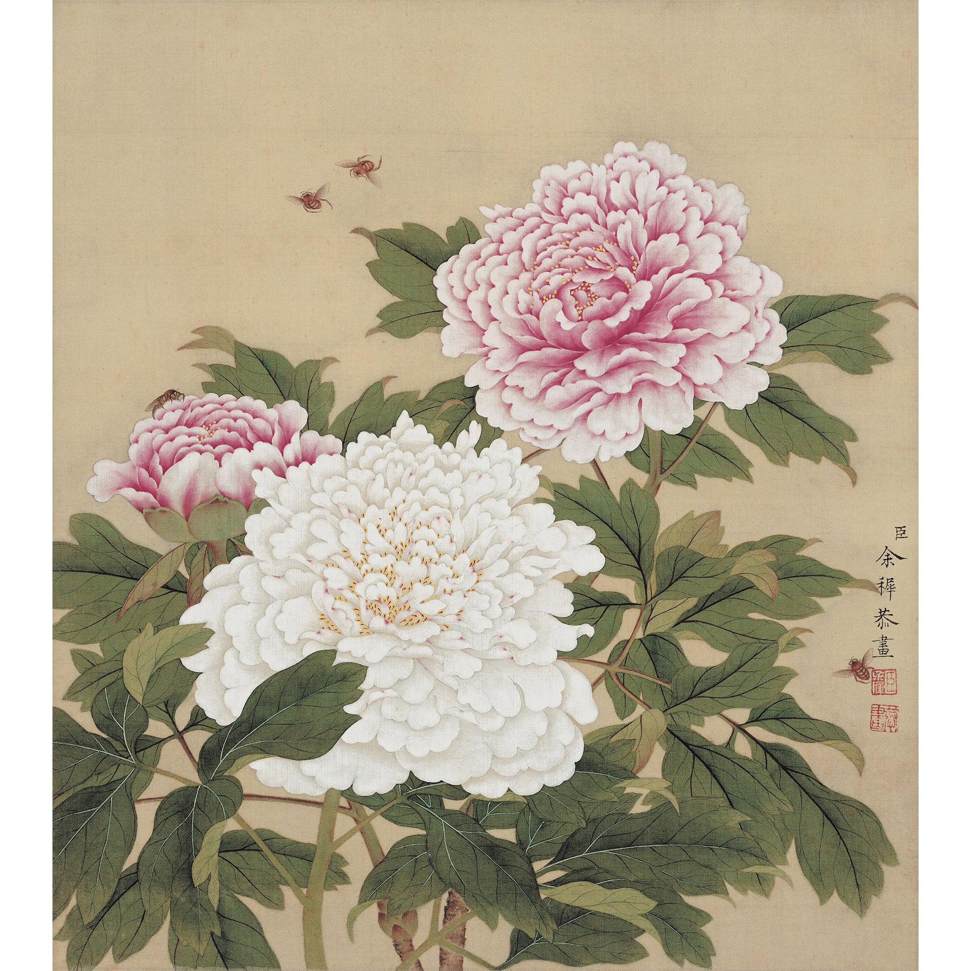 Peonies in Full Bloom